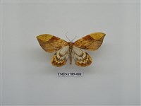 藏品(中國蛾類)的圖片